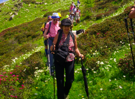 andar per rododendri sul Monte Saccarello