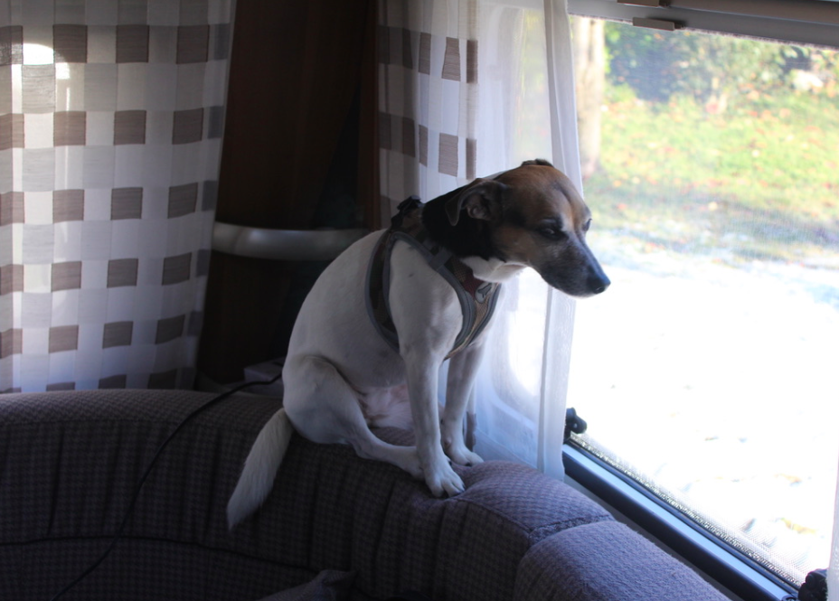 Animali di Affezione